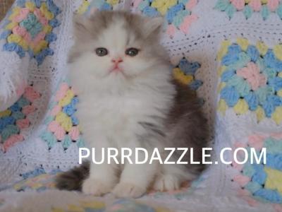 Female Persian - Persian - Gallery Photo #1