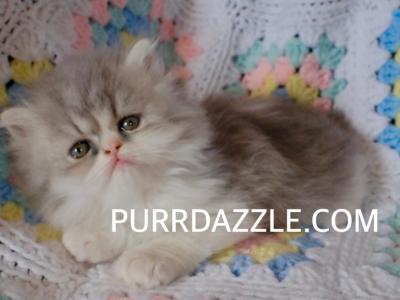 Persian Male - Persian - Gallery Photo #1