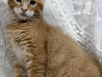 Oswin - Maine Coon - Gallery Photo #1