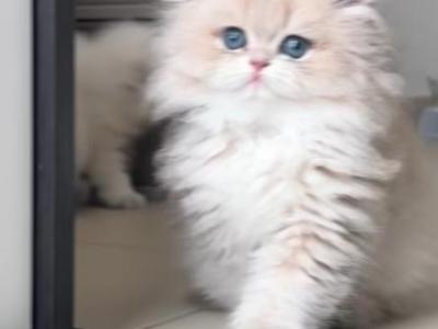 Harris - Persian - Gallery Photo #1