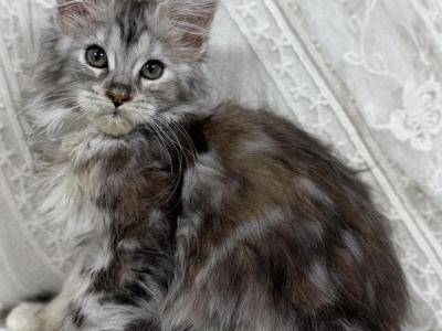 Lusine - Maine Coon - Gallery Photo #1