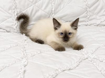 Nyla - Siamese - Gallery Photo #1