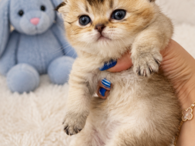 Bulka - Scottish Fold - Gallery Photo #1