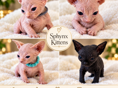 Litter B - Sphynx - Gallery Photo #1