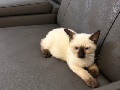 Bruce - Siamese - Gallery Photo #1