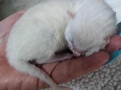 Frosty Snow Lynx Bengal Kitten Male For Sale - Bengal - Gallery Photo #1