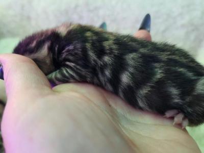 Holly Brown Rosetted Female Bengal Kitten Availabl - Bengal - Gallery Photo #1