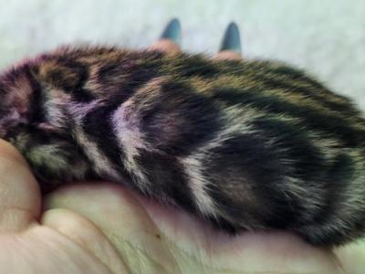 Yukon Brown Rosetted Male Bengal Kitten - Bengal - Gallery Photo #1