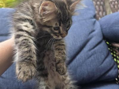 Bella - Maine Coon - Gallery Photo #1