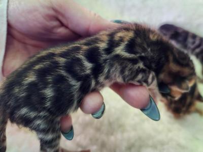 Dasher Brown Rosetted Bengal Male Kitten - Bengal - Gallery Photo #1