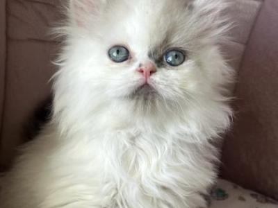 Blue Point & White Van Male - Persian - Gallery Photo #1