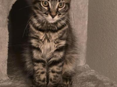 Mila - Maine Coon - Gallery Photo #1