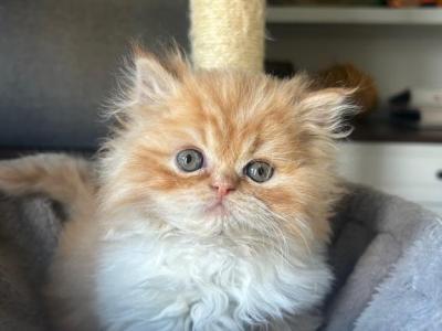 Orange Tuxedo Male - Persian - Gallery Photo #1