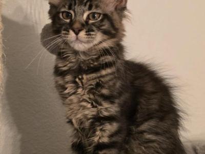 Luna - Maine Coon - Gallery Photo #1