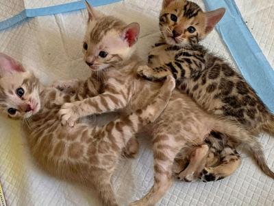 Snow Bengal Kittens - Bengal - Gallery Photo #1