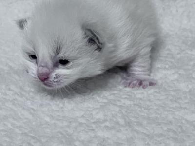 Blue Bicolor Boy 1 - Ragdoll - Gallery Photo #1