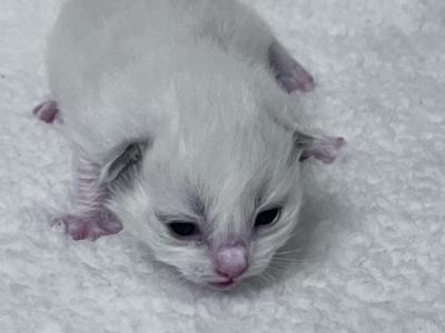 Blue Bicolor Boy 2 - Ragdoll - Gallery Photo #1