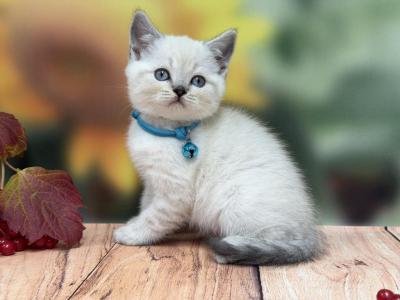 Portland Chese Scottish Straight Kitten - Scottish Straight - Gallery Photo #1