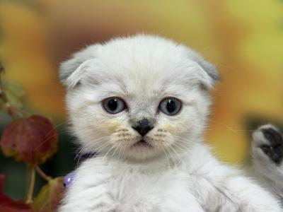 Portland Candy Scottish Fold Kitten - Scottish Fold - Gallery Photo #1