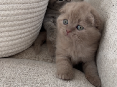 Mr Macchiato - Scottish Fold - Gallery Photo #1