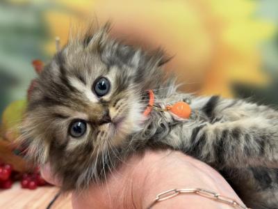 Portland Coral Scottish Fold Kitty - Scottish Fold - Gallery Photo #1