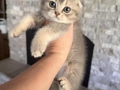 Portland Sofia Scottish Fold Kitty - Scottish Fold - Gallery Photo #1
