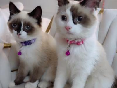 Ragdoll Kittens Available - Ragdoll - Gallery Photo #1