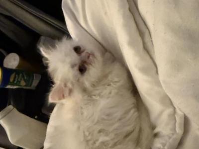 King - Persian - Gallery Photo #1