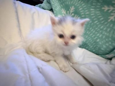 Queen - Persian - Gallery Photo #1