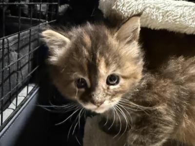 Liz - Maine Coon - Gallery Photo #1