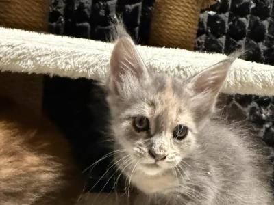 Shey - Maine Coon - Gallery Photo #1