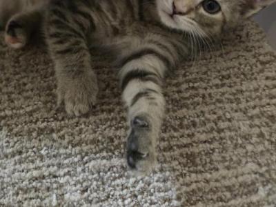 Spot - Domestic - Gallery Photo #1