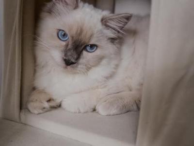 Axel - Ragdoll - Gallery Photo #1