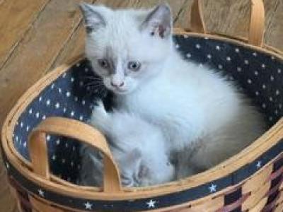 GRACIE BELLE BOY - Munchkin - Gallery Photo #1