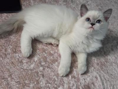 Sweet Ragdoll Kitten - Ragdoll - Gallery Photo #1