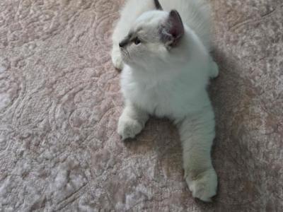 Blue Mitted Boy - Ragdoll - Gallery Photo #1