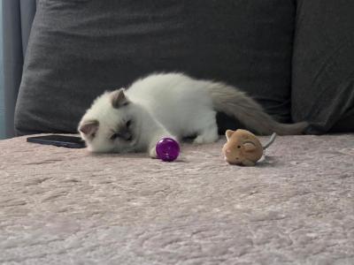 Mitted Ragdoll Male - Ragdoll - Gallery Photo #1