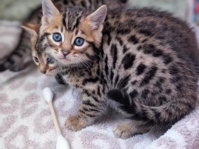Brown Rosetted Bengal Kittens - Bengal - Gallery Photo #1