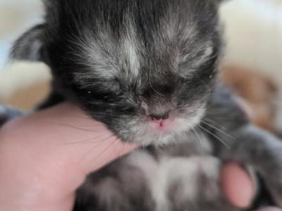 Beautiful Poly Maine Coon Kittens - Maine Coon - Gallery Photo #1