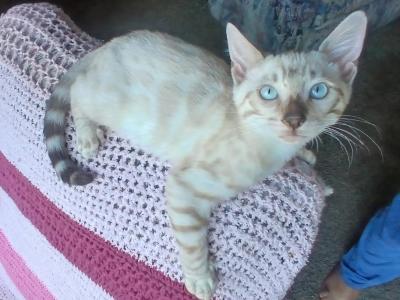 Momo - Bengal - Gallery Photo #1