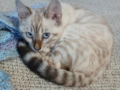 The Girls - Bengal - Gallery Photo #1
