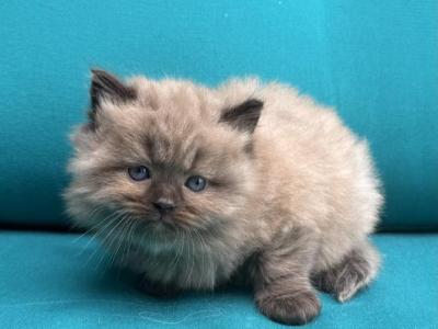Male Seal Pt Mink Cherubim Ragdoll Kitten CHARLIE - Ragdoll - Gallery Photo #1