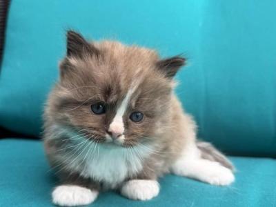 Male Seal Mitted Mink Cherubim Ragdoll CALVIN - Ragdoll - Gallery Photo #1