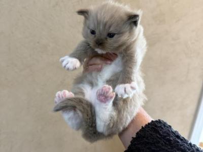 Mocha - Ragdoll - Gallery Photo #1