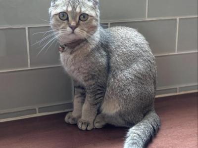 ODESSA - Scottish Fold - Gallery Photo #1