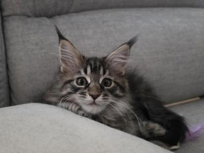 Available Now Maine Coon Kittens - Maine Coon - Gallery Photo #1