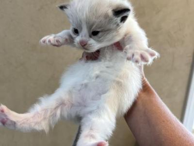 Genevieve - Ragdoll - Gallery Photo #1