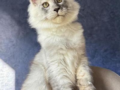 Yankey - Maine Coon - Gallery Photo #1