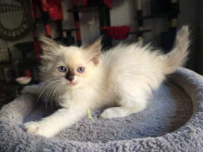 Fefa's Magnificent Eight - Ragdoll - Gallery Photo #1