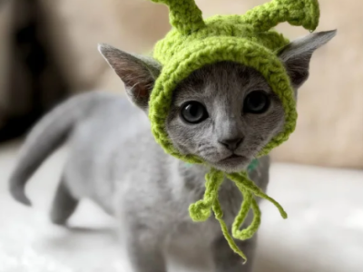 Russian Blue Nanny - Russian Blue - Gallery Photo #1
